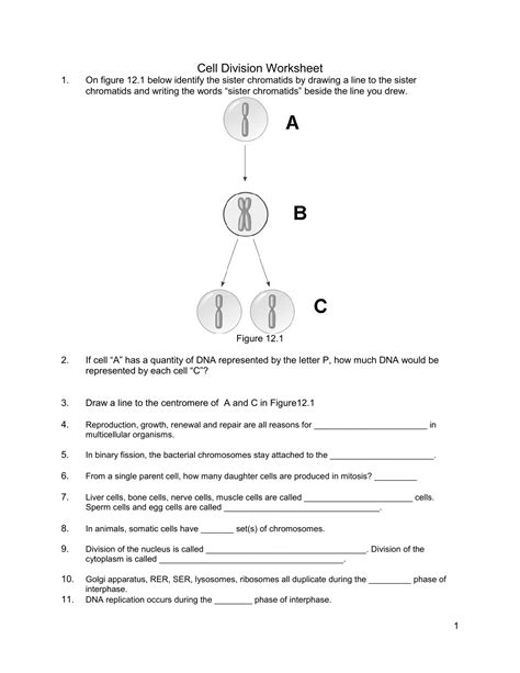 chromosomes and cell division worksheet answers